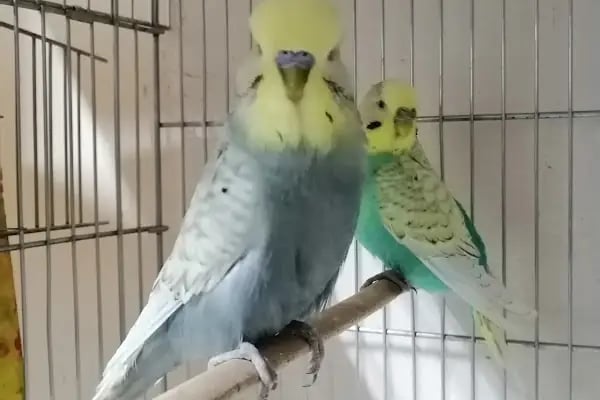 Bağcılar hobi Muhabbet kuşu üretim - Resim 14