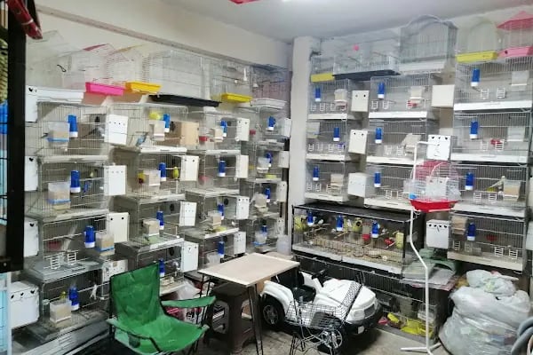 Bağcılar hobi Muhabbet kuşu üretim - Resim 9