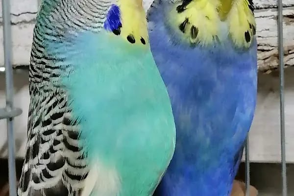 Bağcılar hobi Muhabbet kuşu üretim - Resim 17