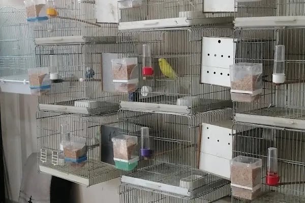 Bağcılar hobi Muhabbet kuşu üretim - Resim 4