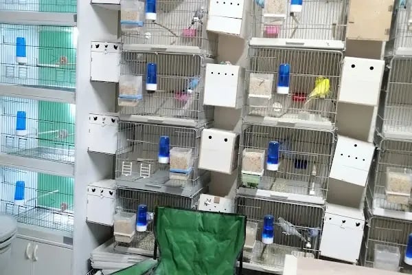 Bağcılar hobi Muhabbet kuşu üretim - Resim 6