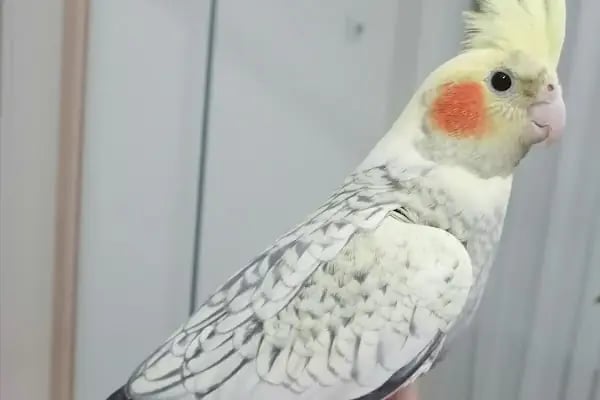 Bağcılar hobi Muhabbet kuşu üretim - Resim 13