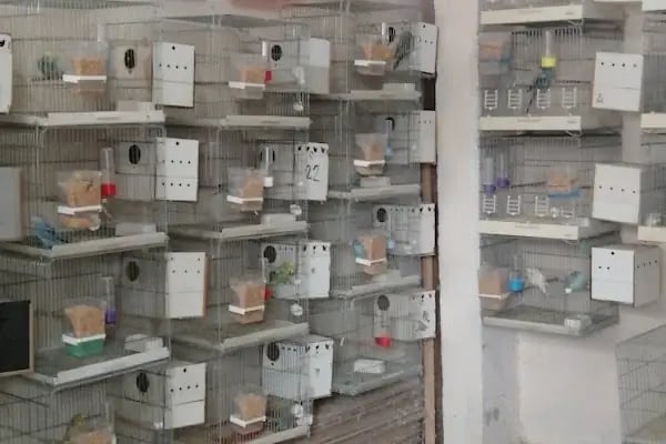 Bağcılar hobi Muhabbet kuşu üretim - Resim 7