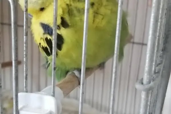 Bağcılar hobi Muhabbet kuşu üretim - Resim 5