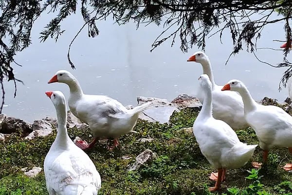Bahçeşehir Gölet Parkı - Resim 12