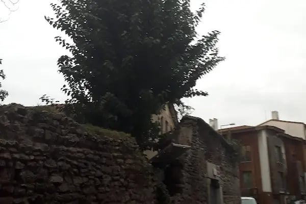 Aya Dimitri Sarmaşık - Resim 16