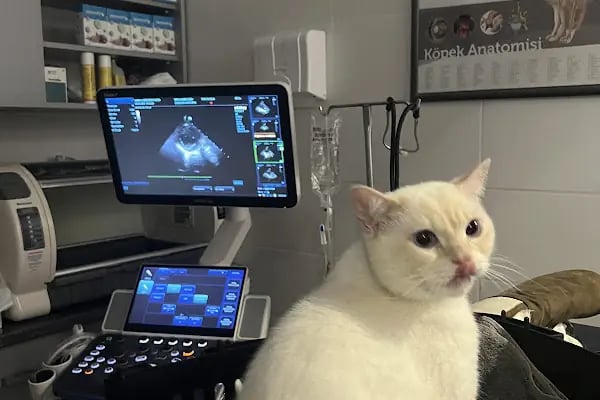 Familya veteriner kliniği - Resim 6