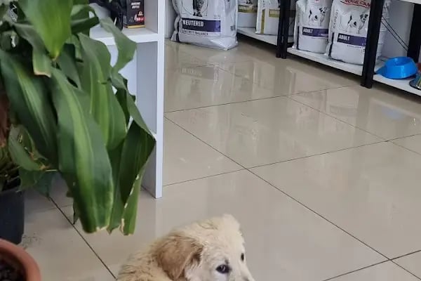 VetMarin Bodrum Veteriner Kliniği - Resim 4