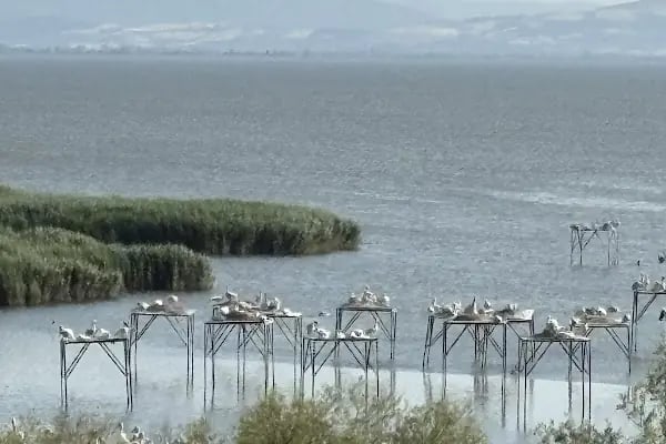 Kuşcenneti Milli Parkı - Resim 4