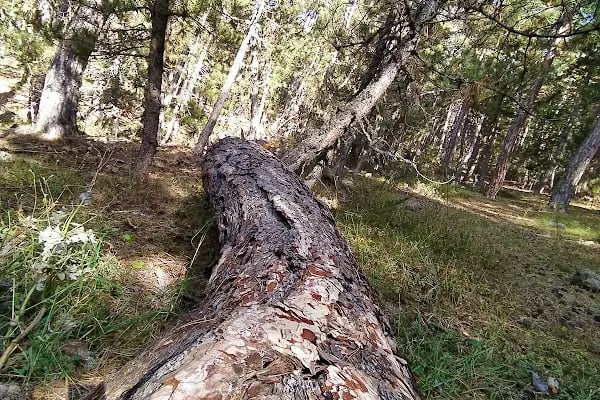 ÇAMLIDERE KAMP MERKEZİ - Resim 9