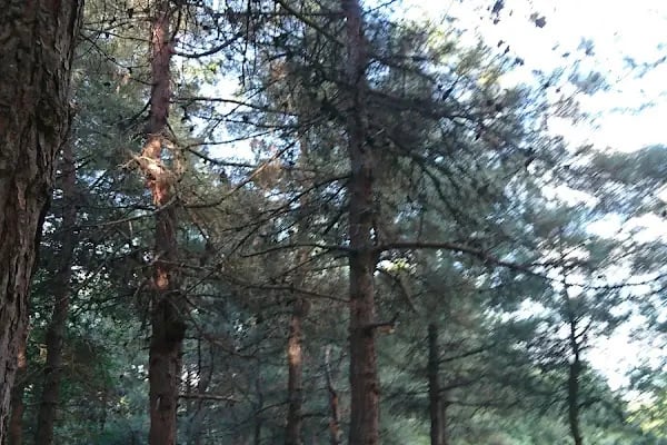 Bayraktepe Tabiat Parkı - Resim 4