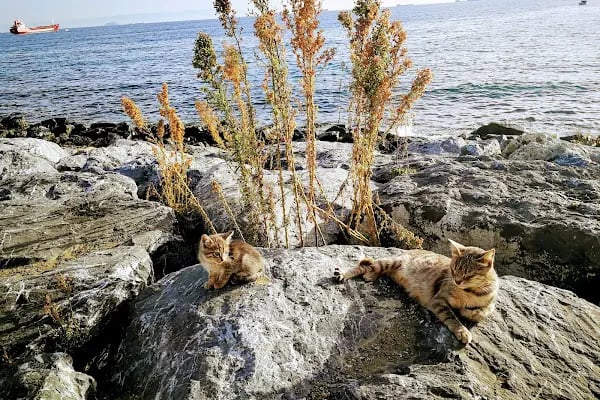 İSPARK Samatya Sahil Cep Otoparkı - Resim 15