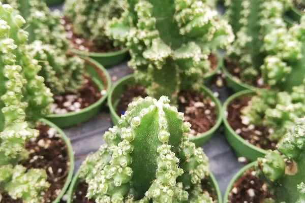 Tanyeri Fidancılık Meyve Fidanı İzmir zeytin fidanı succulent sukkulent - Resim 3
