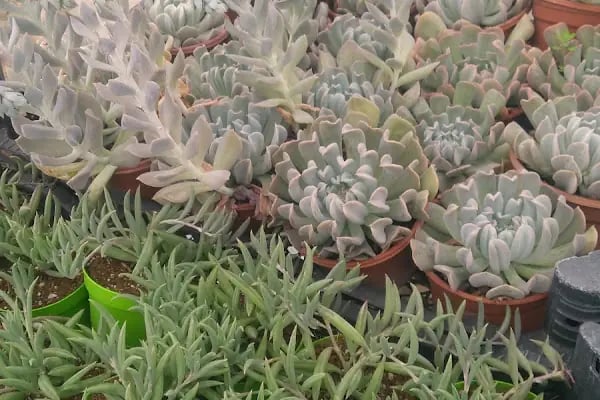 Tanyeri Fidancılık Meyve Fidanı İzmir zeytin fidanı succulent sukkulent - Resim 6