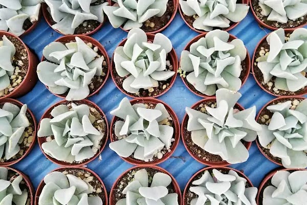 Tanyeri Fidancılık Meyve Fidanı İzmir zeytin fidanı succulent sukkulent - Resim 4