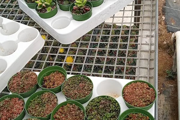 Tanyeri Fidancılık Meyve Fidanı İzmir zeytin fidanı succulent sukkulent - Resim 18