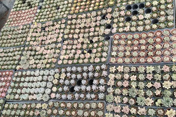 Tanyeri Fidancılık Meyve Fidanı İzmir zeytin fidanı succulent sukkulent - Resim 19