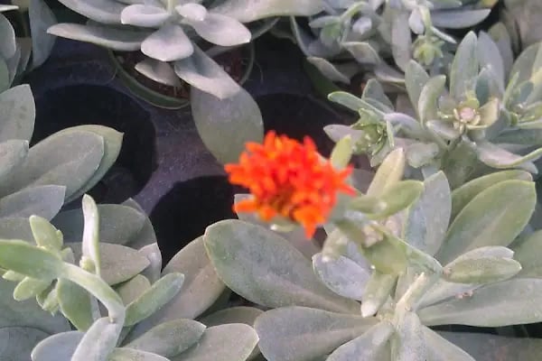 Tanyeri Fidancılık Meyve Fidanı İzmir zeytin fidanı succulent sukkulent - Resim 16