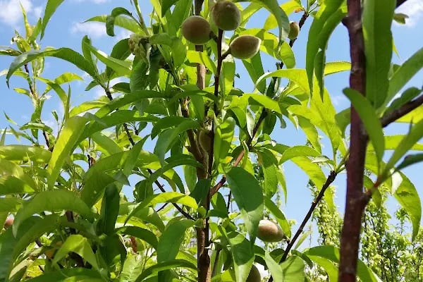Tanyeri Fidancılık Meyve Fidanı İzmir zeytin fidanı succulent sukkulent - Resim 11