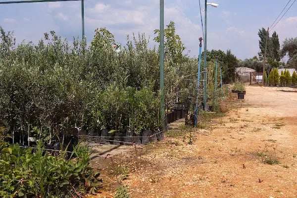 Tanyeri Fidancılık Meyve Fidanı İzmir zeytin fidanı succulent sukkulent - Resim 17