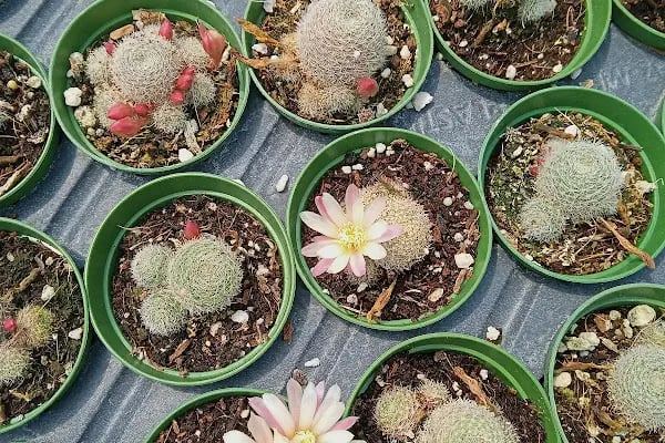 Tanyeri Fidancılık Meyve Fidanı İzmir zeytin fidanı succulent sukkulent - Resim 12