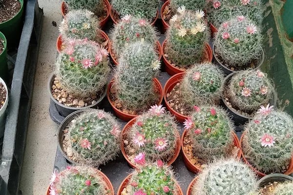 Tanyeri Fidancılık Meyve Fidanı İzmir zeytin fidanı succulent sukkulent - Resim 14