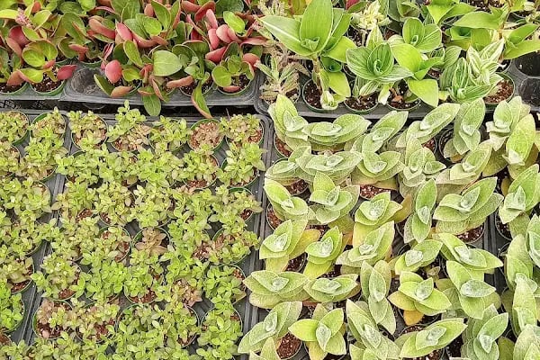 Tanyeri Fidancılık Meyve Fidanı İzmir zeytin fidanı succulent sukkulent - Resim 15