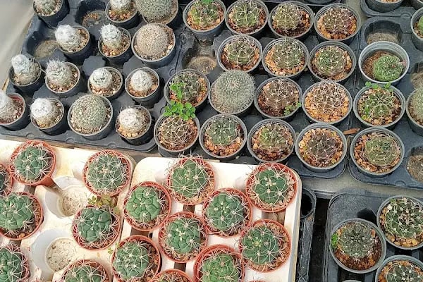 Tanyeri Fidancılık Meyve Fidanı İzmir zeytin fidanı succulent sukkulent - Resim 10