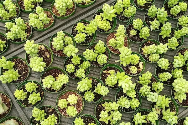 Tanyeri Fidancılık Meyve Fidanı İzmir zeytin fidanı succulent sukkulent - Resim 8