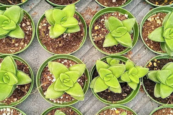 Tanyeri Fidancılık Meyve Fidanı İzmir zeytin fidanı succulent sukkulent - Resim 20