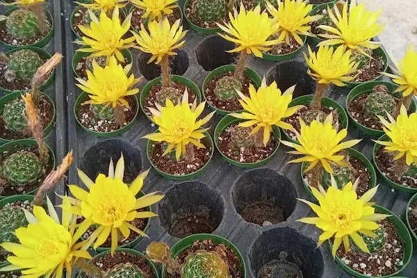 Tanyeri Fidancılık Meyve Fidanı İzmir zeytin fidanı succulent sukkulent - Resim 9