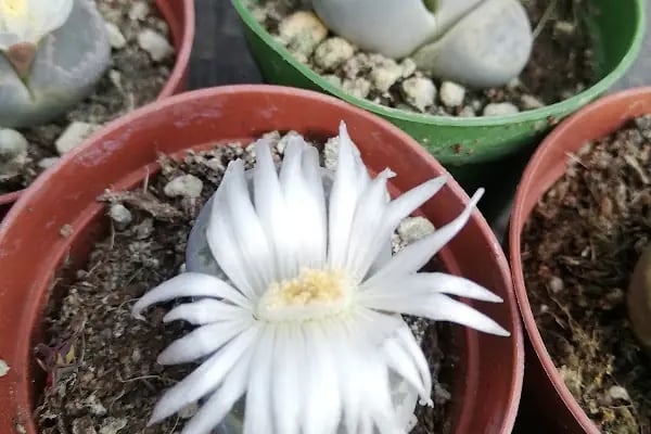 Tanyeri Fidancılık Meyve Fidanı İzmir zeytin fidanı succulent sukkulent - Resim 7