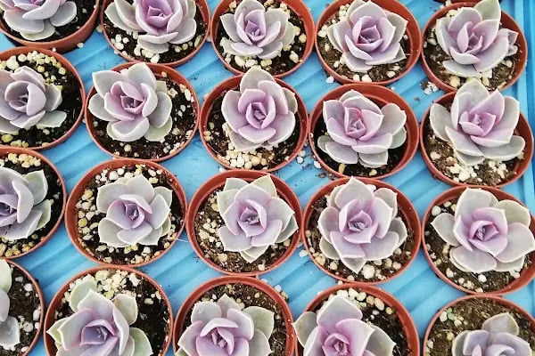 Tanyeri Fidancılık Meyve Fidanı İzmir zeytin fidanı succulent sukkulent - Resim 5
