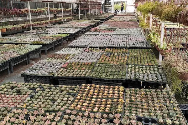 Tanyeri Fidancılık Meyve Fidanı İzmir zeytin fidanı succulent sukkulent - Resim 2