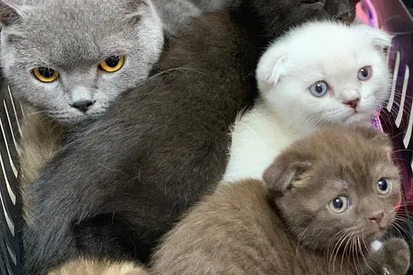 Florya Doğa Veteriner Polikliniği - Resim 6
