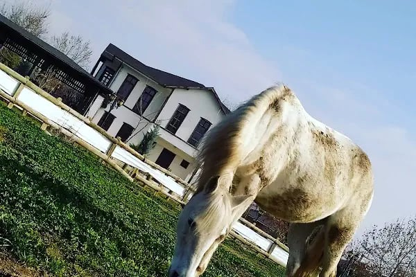 ATLI KONAK BİNİCİLİK - Resim 14