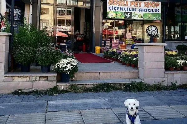 Adalı Pet Shop - Resim 11