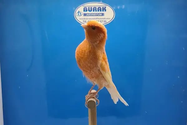 Burak Akvaryum Petshop - Resim 2