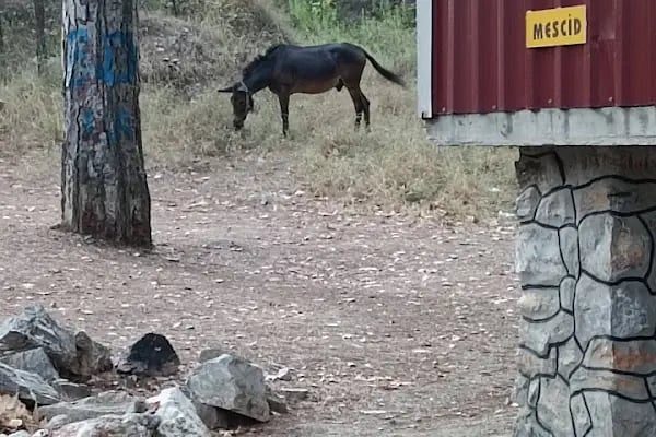Kızılalan Orman Parkı - Resim 20