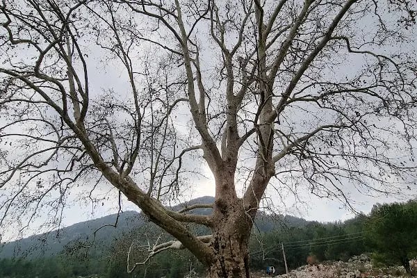 Kızılalan Orman Parkı - Resim 6