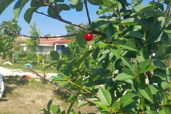 Denizatı Camping - Resim 20