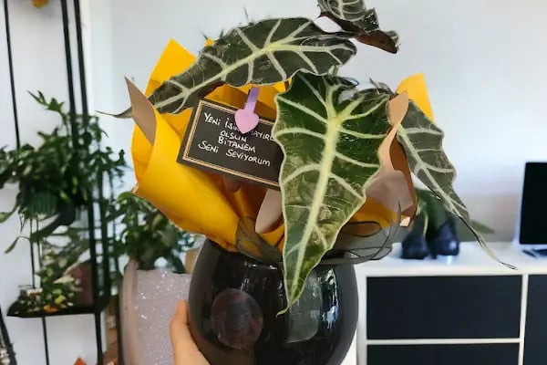 BOTANİK ÇİÇEK EVİ - Resim 7