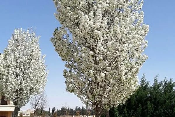 Arıkbaşı Köyü Muhtarlığı - Resim 3