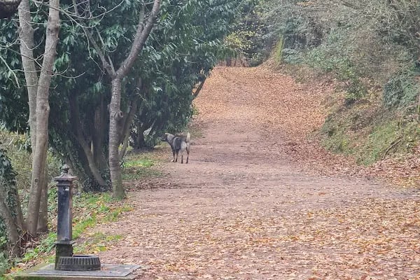 Bahçecik Beykoz Villaları A B Mahalleleri - Resim 2