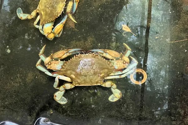Yüzerköşk Mavi Yengeç Restaurant - Resim 19