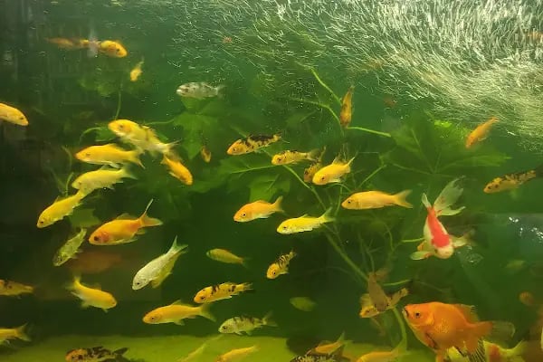 Burkan Pet Shop - Resim 7
