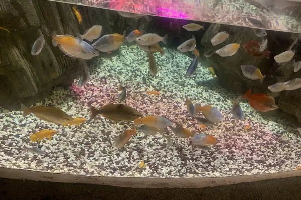 Emaar Square Aquarium World - Akvaryum - Resim 7