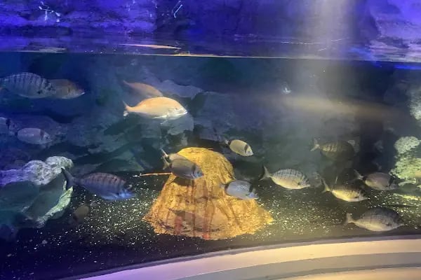 Emaar Square Aquarium World - Akvaryum - Resim 4