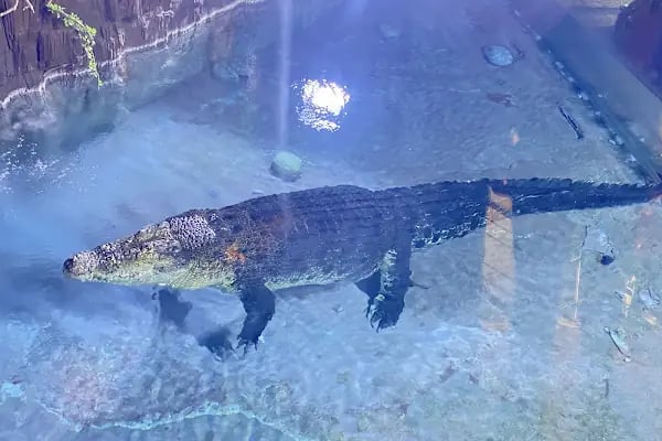 Emaar Square Aquarium World - Akvaryum - Resim 3