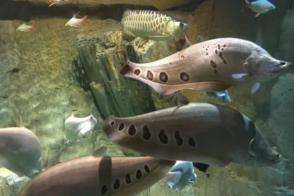 Emaar Square Aquarium World - Akvaryum - Resim 10